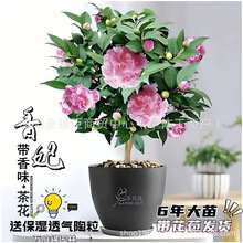 �����軨�������������ͺ������ļ��_���̨�͏d�k�����B���ܾGֲ