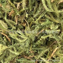 中药材500g伸筋草舒筋草狮子草石松草产地直供无硫干货批发