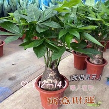 发财树盆栽老桩室内客厅桌面绿植大发财树苗招财树吸甲醛植物代发