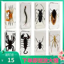 �׶�԰������ʵ������֬�걾�ȳ��׳�����з�����֪��Ϻ����