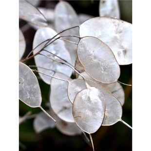 Silver Fan Grass Seeds, Money Flower Seeds, and Field Grass Large Gold Coins Can Be Dried Cut Flowers, Balcony Potted Courtyard, Cold-Resistant Spring & Fall
