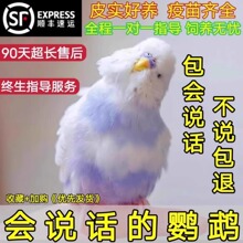 大头虎皮鹦鹉活鸟小鸟幼鸟会说话的鹦鹉手养小型观赏宠物活体活物