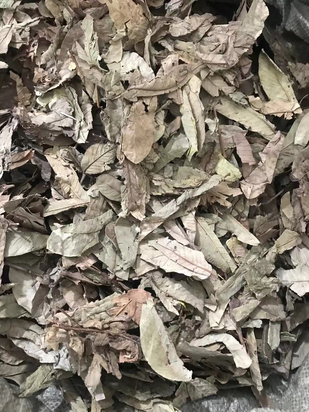 Guava Leaf Tea 番石榴叶 Fan Shi Liu Ye Dried Herbal Tea Leaves 500g for Daily Brew in use