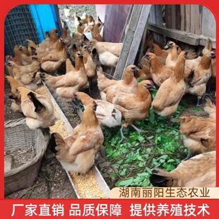 �S��ֱ�N�S����u���wС�u�����u��ĸ�u���r����Bɽ���u�׻���B