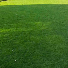 批發廠家批發出芽率好草籽工程庭院學校公園綠化馬尼拉草坪種子