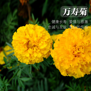 ���l���ܷN�ӳ��ջ��Ѿ��^ͥԺ�̨���̾G���S�ҹ����f�۾ջ�ɫ