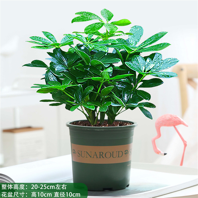 행운나무 4그루 25-30cm + 갤런 화분 + 영양액