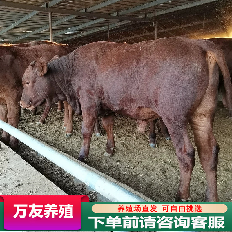 改良肉牛苗 利木赞牛犊4-6个月价格广西利木赞牛种牛活体肉牛养殖
