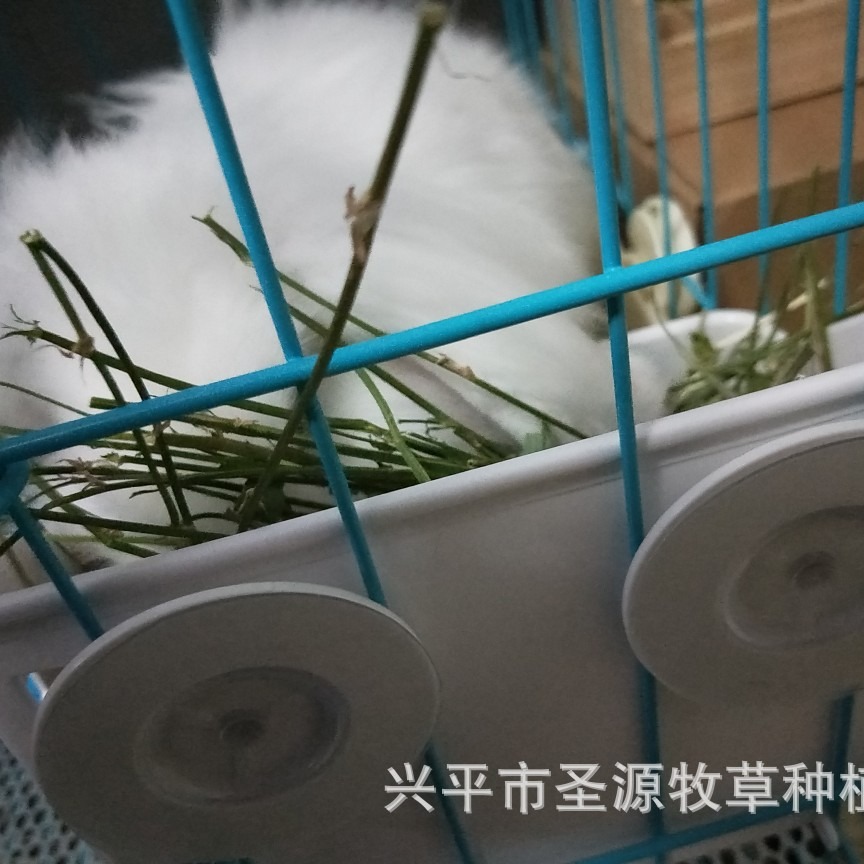 Ventosa de conejo, estante de paja, caja de comida Totoro, cerdo holandés, conejillo de indias, lavabo de comida, estante de paja incorporado, mascota blanca linda