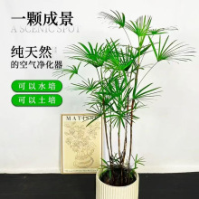 ��ɽ�������Լ��~����GֲС�~�����՚�ͥԺ���@����ֲ���ļ�����