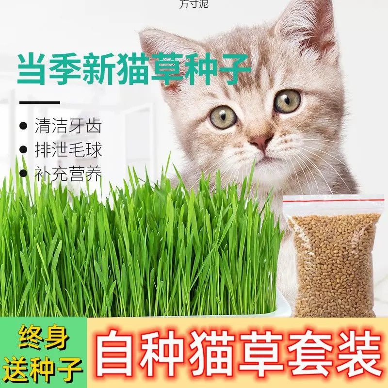 猫种子无土水培套装猫零食懒人盆栽猫自种化毛去毛球猫咪用品批发