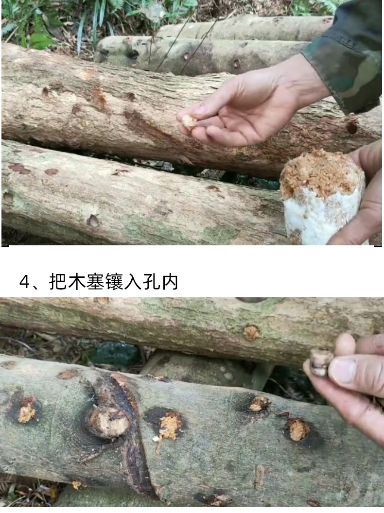 椴木菌种详情_03_02.jpg