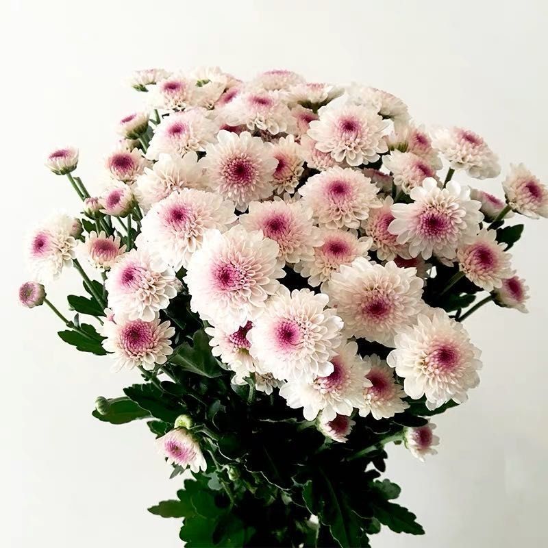 Daisy Daisy flower a living room Place Base wholesale Straight hair Yunnan Kunming family household Water to keep flower arrangement