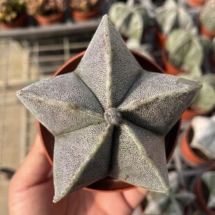 �[�P��7-10cm�o�����������ֲ���k���҃ȕ��_�������Ȥζ����