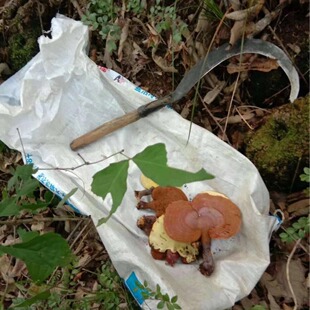 �`֥ �خa��؛ �r����ɽ�ֲɼ����`֥�����`֥���l�ǷNֲ�`֥���]