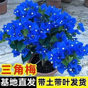 Bougainvillea Double-Petaled Seedlings Are Cold-Resistant and Air-Purifying, Balcony Green Plants, Multi-Color Flowering Old Piles, Cross-Border Amazon