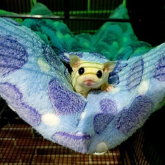 亞馬遜寵物 蜜袋鼯松鼠雪貂保暖吊床 信封式毛絨寵物睡袋倉鼠吊床