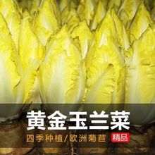 金玉蘭菜種子軟化菊苣菜種子紅菊苣種子四季播種特色保健蔬菜種子