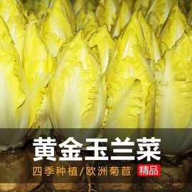 金玉兰菜种子软化菊苣菜种子红菊苣种子四季播种特色保健蔬菜种子