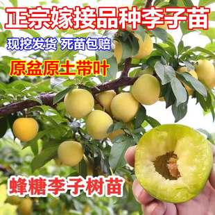 Bee Sugar Plum Saplings Grafted Extra Large Late Maturing Boneless Green Crisp Plum Saplings Planted in the North and South Sanhua Plum Saplings