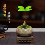 幸运四叶草盆景室内墨西哥铁树办公室内桌面好养铁树开花花卉盆栽