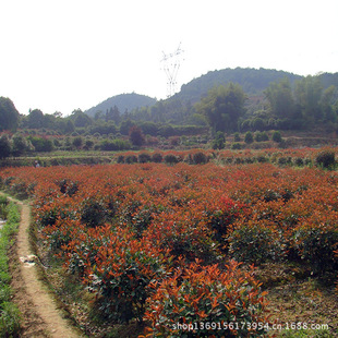 Wholesale Red Leaf Holly, Hunan Tall Red Leaf Holly, Bright Red Color, Authentic Red Robin, Please Consult Xingde