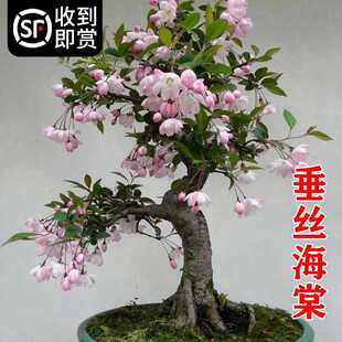 ���z���Ļ������ļ��_�������Ϙ��r�����辰�Gֲ���҃��껨���B��