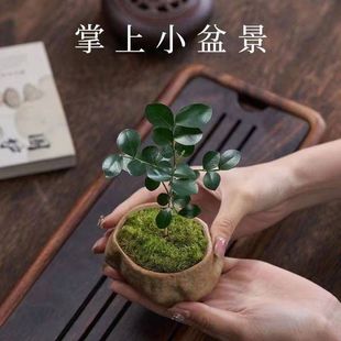 ���������Կ͏d�҃�����С�辰�k����ֲ�����滨�ܺ��B�Gֲ����ȩ