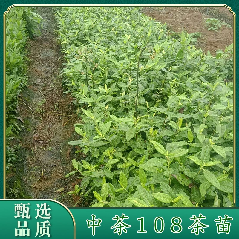 【Zhongcha 108】Источник происхождения чайного растения: происхождение зеленого чая Шаньчань Лунцзин, оптовая продажа ранних растений зеленого чая.