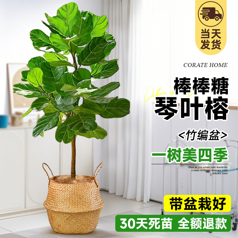 [롤리팝 모양] 부티크 진예롱 1-1.3m (손으로 짠 바구니) 프리 브라운