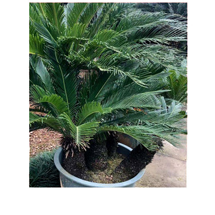 ���^�F�� �F���辰 �F��С�� ��Ʒ�F�� �ߗU�F�� �K�F������