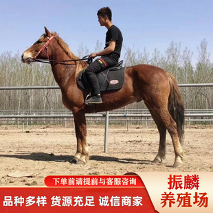 �T���R����ЩƷ�N һƥӖ�õĸ�����Ѫ�R�r�� �B�R�������Rƥ