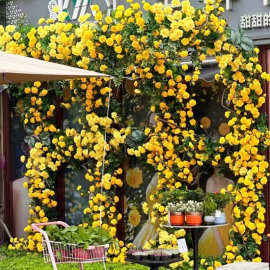 跨境月季花藤条门头商场景区月季藤条庭院装饰莫奈花藤玫瑰藤蔓
