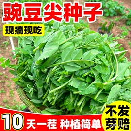 种子;草种子;盆栽