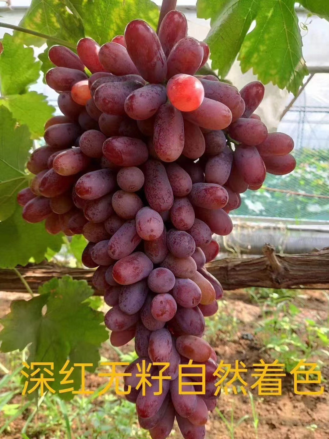 微信图片_20220902103011