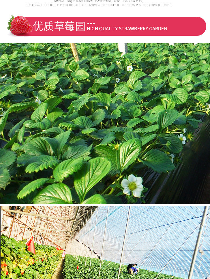 草莓详图_07.jpg