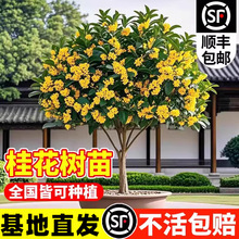 �𻨘�����¹��𵤹��ļ������Դ��༾�_��ͥԺ�e������