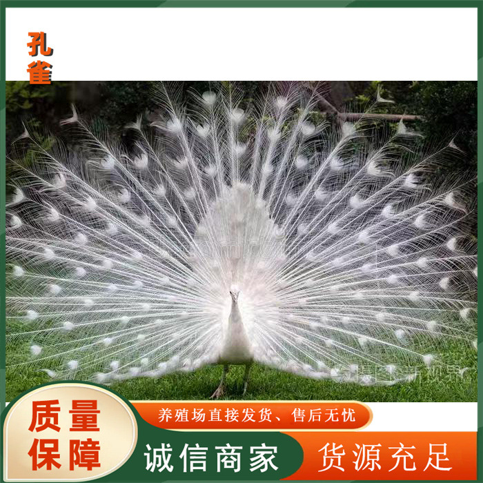 160d6a801f77a87e643b471ff1d75a