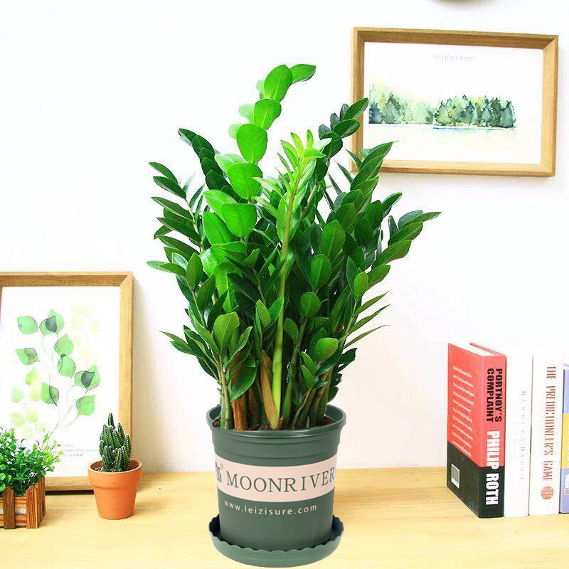 Uang pohon 50-60cm (pot galon) pupuk khusus