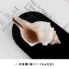 1 horn snail