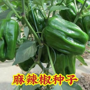 �齷��Ƥ�����߲˷N�������ļ��N���齷�����ཷ���\���N�ѿڸк�