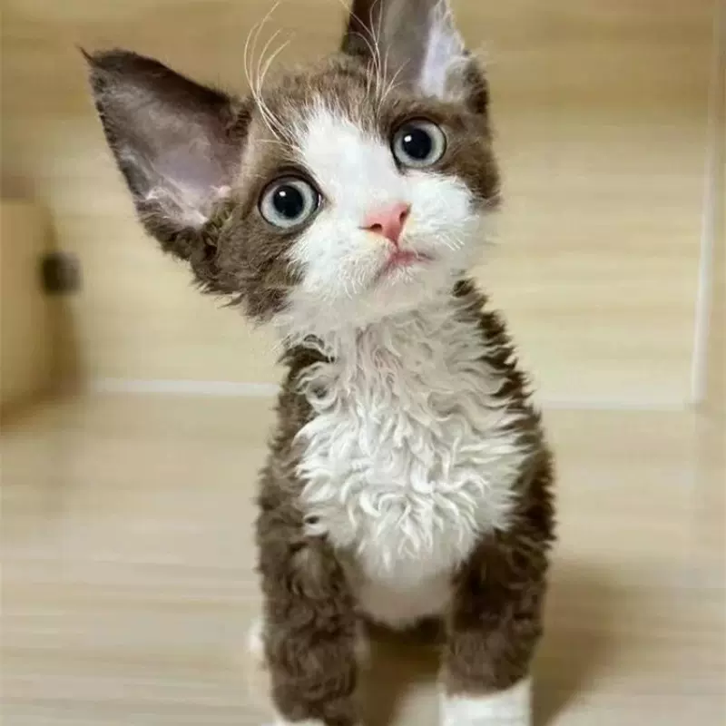 纯种德文猫幼猫活体不掉毛缅因猫幼猫活物长毛宠物猫幼崽棕虎缅因