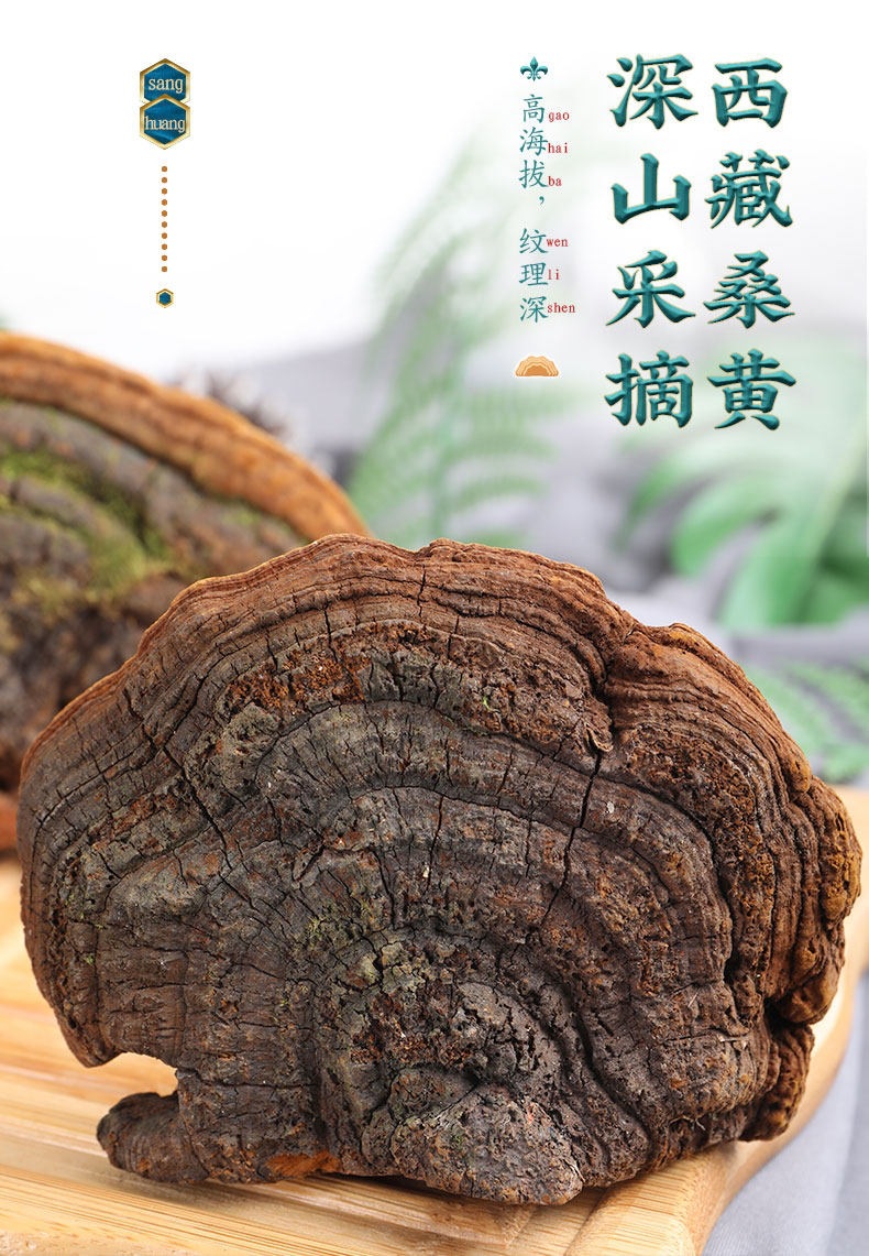 Sang Huang Mulberry Yellow Phellinus Mushroom with Ling Zhi Slices Herbal Tea Set 125g Plus 40g Jars overview