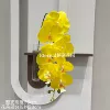 3D7 Phalaenopsis
