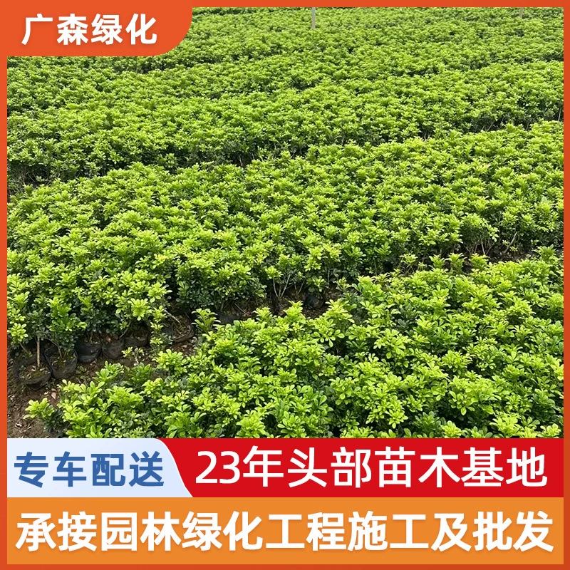 3.5kg мешков рассады Милана для садоводства, почвопокрытия, двора, парка, ландшафтного озеленения, базы по посадке рассады оптом