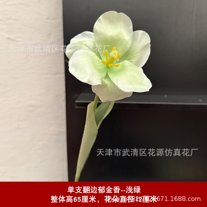 단일 플랜지 튤립 - 연한 녹색