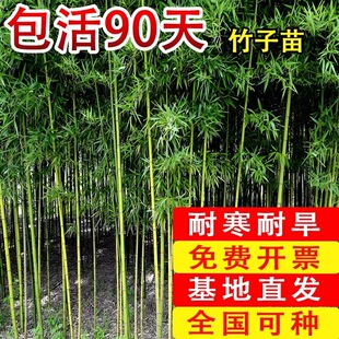 ������ͥԺ����ֲ�ﱱ���^�p�����������S�����_�h���ļ��Gֲ���F