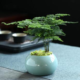 Asparagus Plant Potted Indoor Office Ornaments Tea Book Desktop Green Plants and Florals Are Easy to Maintain in All Seasons Living Room Small Bonsai