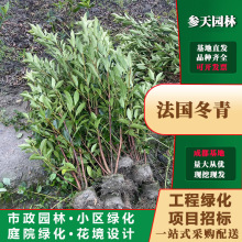 贵州重庆成都法国冬青基地法国冬青苗圃法国冬青批发法国冬青熟苗