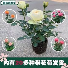 玫瑰花盆栽玫瑰花苗带花苞花卉观花绿植阳台庭院大花月季蔷薇四季